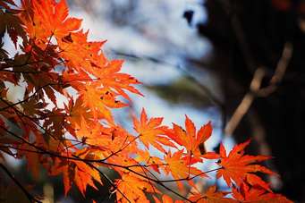 Сочинение Красавица Осень 4 Класс